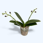 Phalaenopsis Chiada Stacy (peloric)