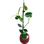 Hoya coronaria 'Red' (flori mari, parfumate) - exemplare dezvoltate