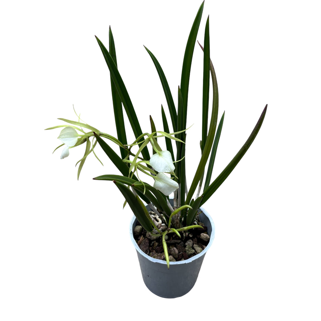 Brassavola nodosa var. grandiflora (Pays-Bas) fleurs intensément parfumées