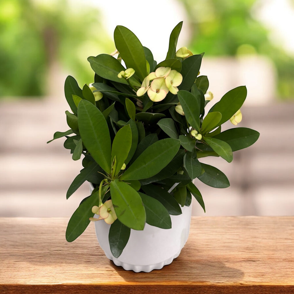 Euphorbia (Milii Grp) ‘Hermes’ - trnova krona z nežnimi belorozimi cvetovi