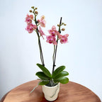 Phalaenopsis Pirate Picotee peloric - fjäril