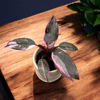 Philodendron 'Pink Princess Marble' (bebisväxt)