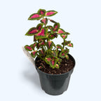 Coleus 'Tricolor' - urzicuta cu frunzis tricolor spectaculos