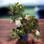 Bonsai Rhododendron ‘Matsunami’ -  Azalee japoneza cu flori 3 culori