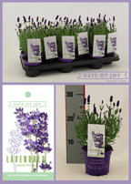 Lavandula angustifolia 'Ardeche Blue'