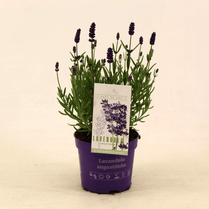 Lavandula angustifolia 'Ardeche Blue'