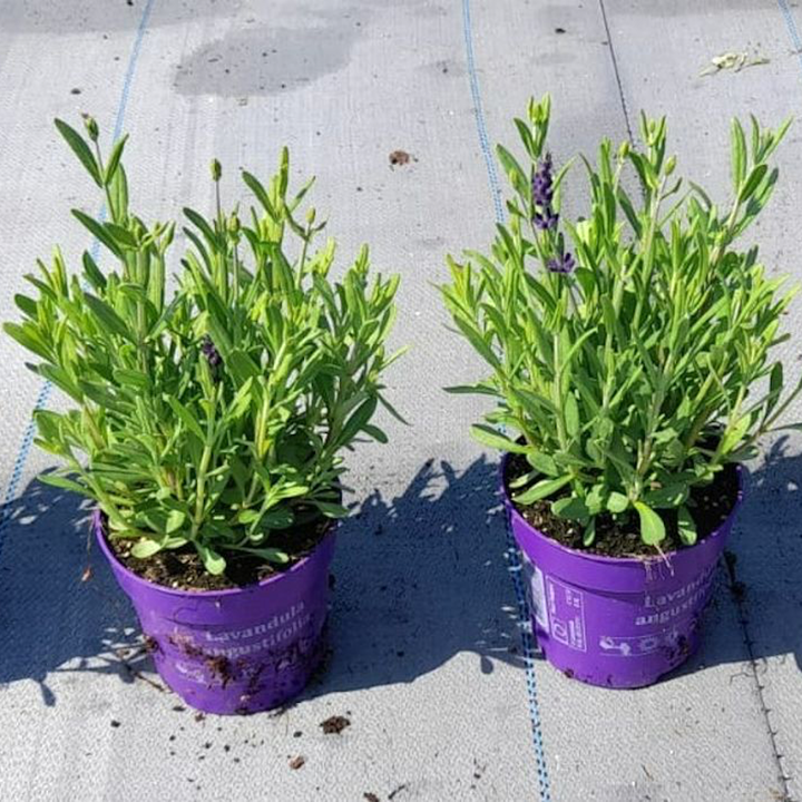 Lavandula angustifolia 'Ardeche Blue'