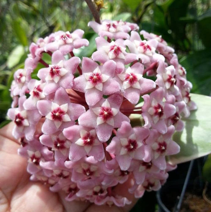 Hoya carnosa 'Albomarginata'