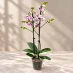 Phalaenopsis Untold Stories stor läpp pelorisk