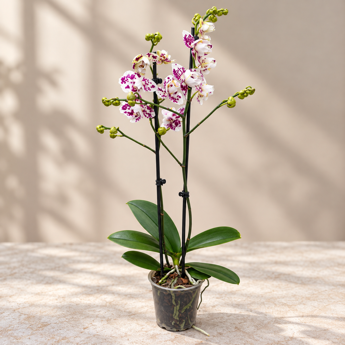 Phalaenopsis Untold Stories stor läpp pelorisk