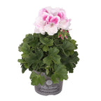 Pelargonium grandiflorum 'Don Donatello' (anglické muškáty)