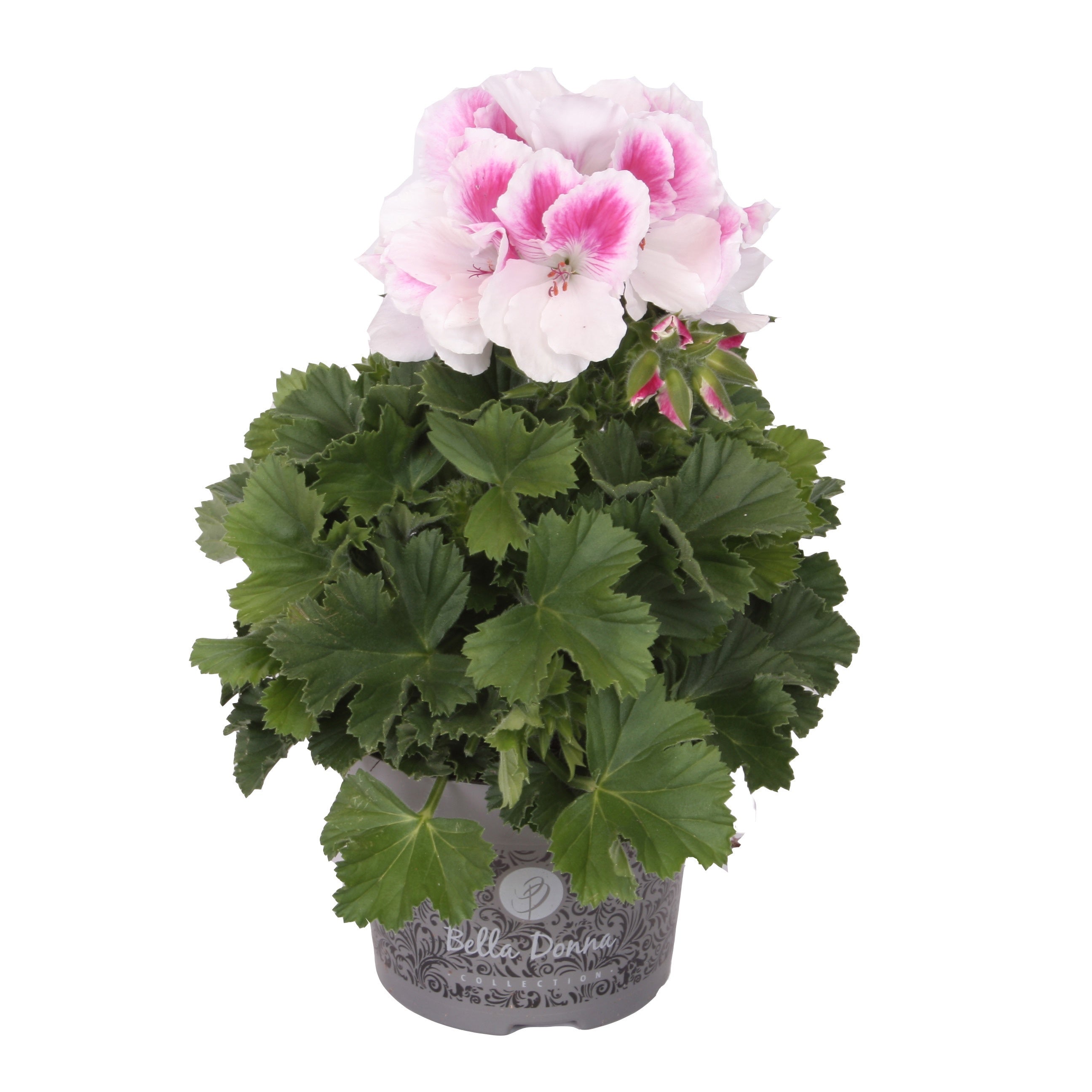 Pelargonium grandiflorum 'Don Donatello' (anglické muškáty)