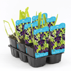 Iris 'Black Gamecock' (Louisiana Iris)