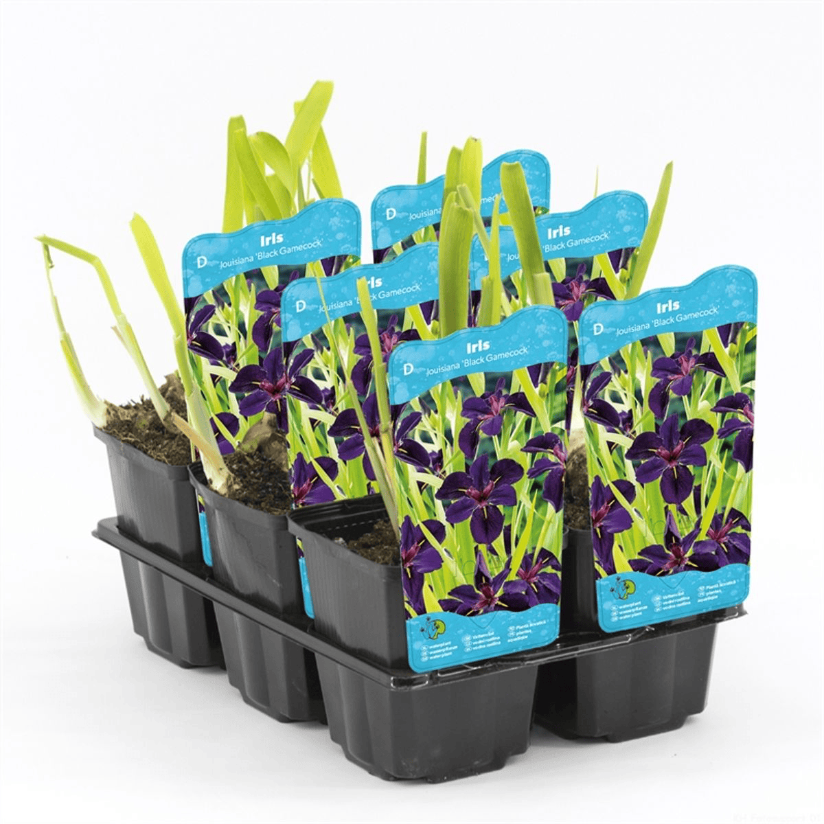 Iris 'Black Gamecock' (Louisiana Iris)