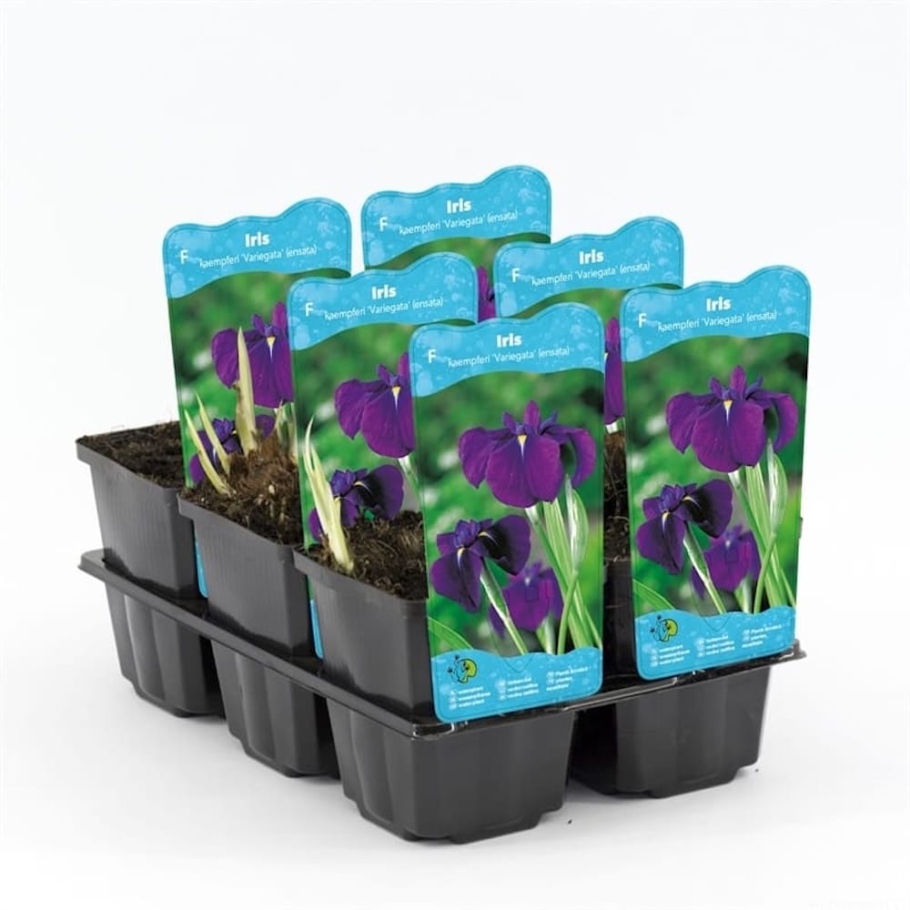 Iris kaempferi 'Variegata' (Ensata)