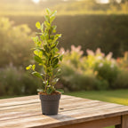 Ficus microcarpa ‘Moclame’ D17 - 2 plante/ghiveci