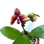 Phalaenopsis Allura 'Voodoo' *voňavá