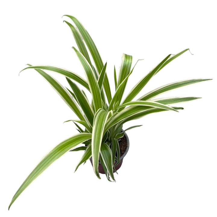 Chlorophytum laxum 