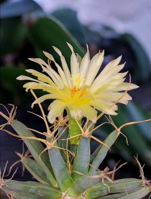 Leuchtenbergia Principis (cactus agava)