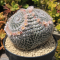Mammillaria parkinsonii - cactus occhio di gufo, cactus messicano con spine bianche
