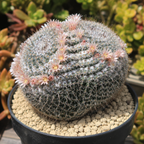 Mammillaria parkinsonii - cactus occhio di gufo, cactus messicano con spine bianche