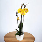 Phalaenopsis KS Big Stone (Gloria) big lip