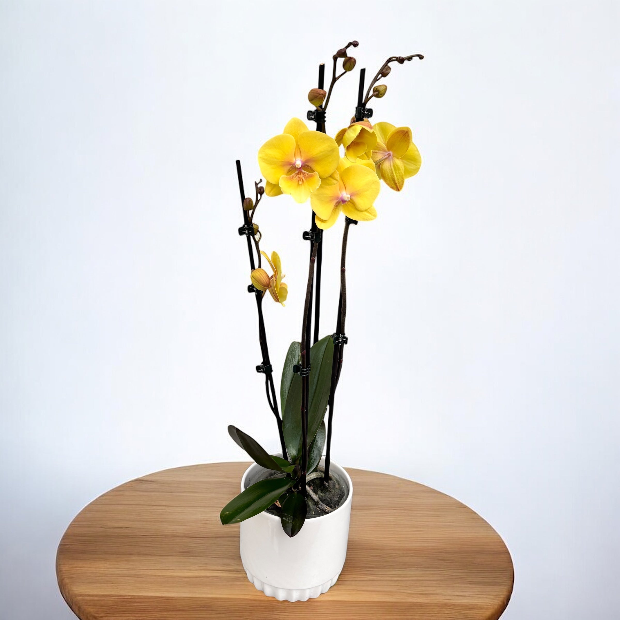 Phalaenopsis KS Big Stone (Gloria) big lip