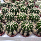 Echinopsis Eyriesii - kaktus s vonnými květy