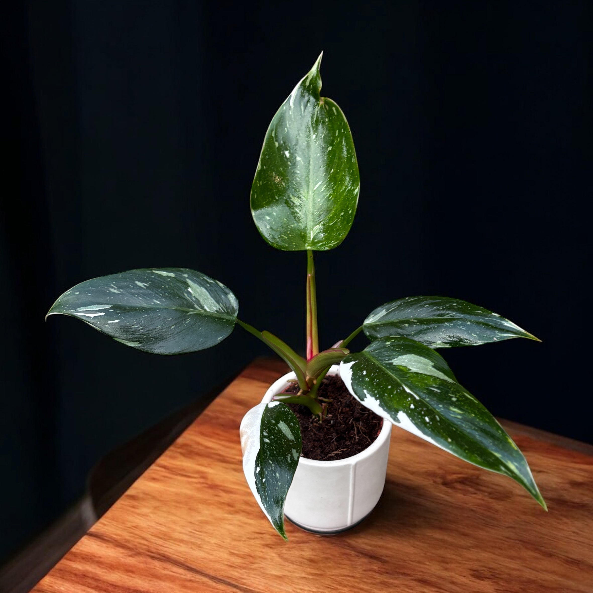 Philodendron erubescens 'White Princess' *vauvakasvi