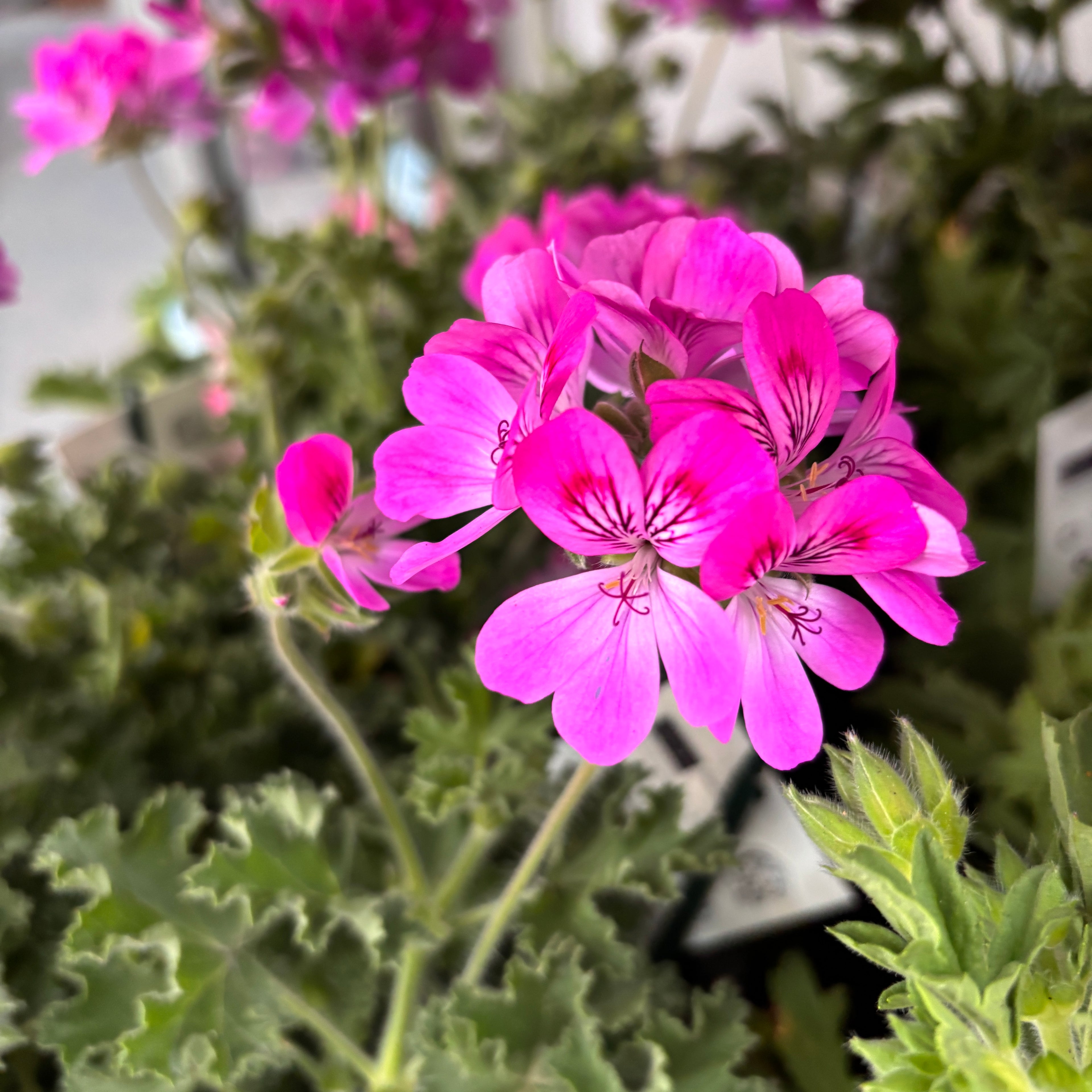 Geranios perfumados - Geranio aromático ‘Isko Rose’ (perfume de rosas)