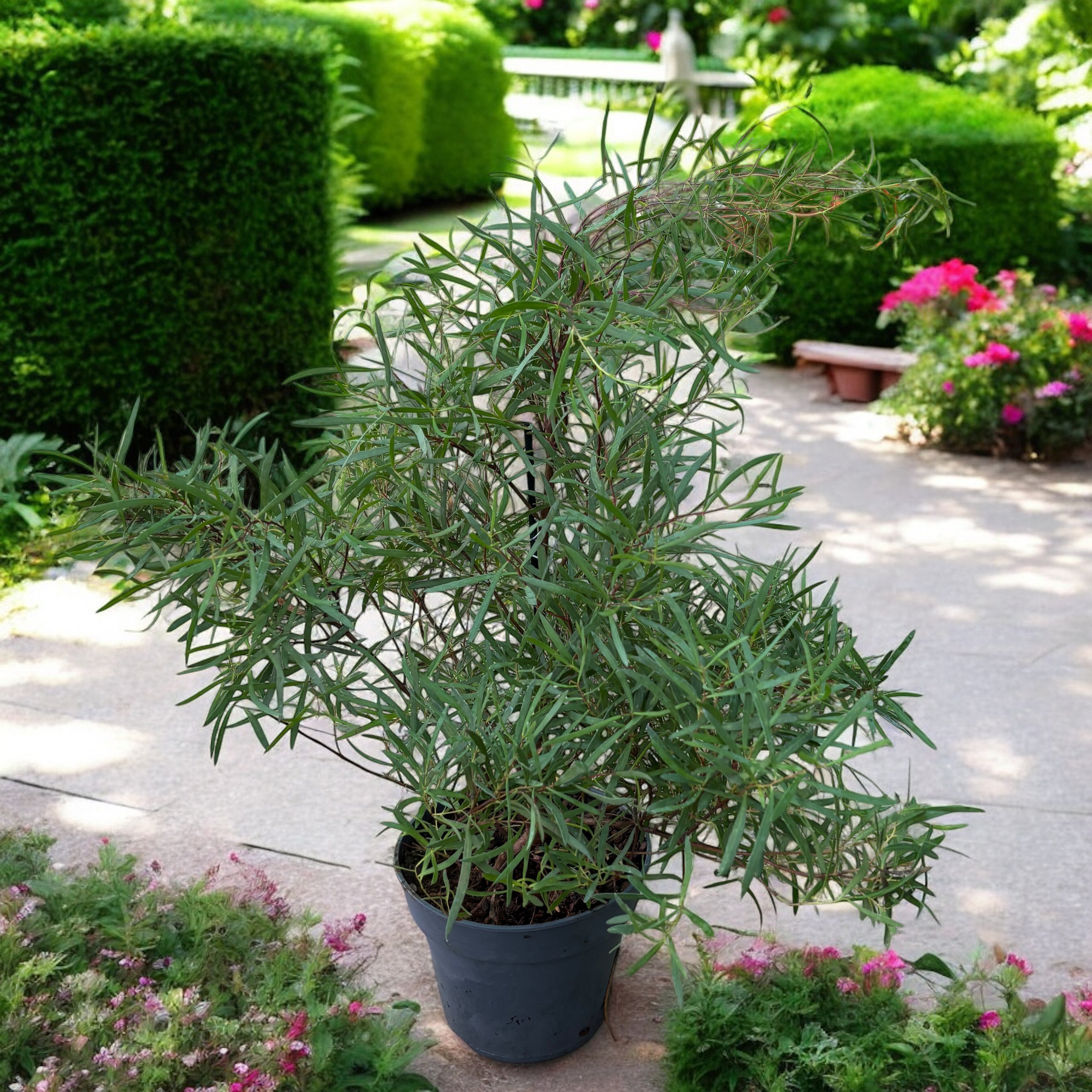 Eucalipt - Eucalyptus pulchella (syn. E. linearis)