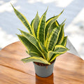 Sansevieria 'Hi Color' - planta sabie cu variegatie spectaculoasa