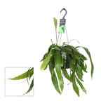 Epiphyllum pumilum XL - kaktus orchidea s voňavými, nádhernými nočnými kvetmi