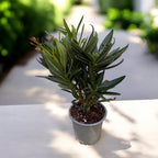 Leandru mix - Nerium Olander D9