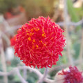Senecio Red Cap