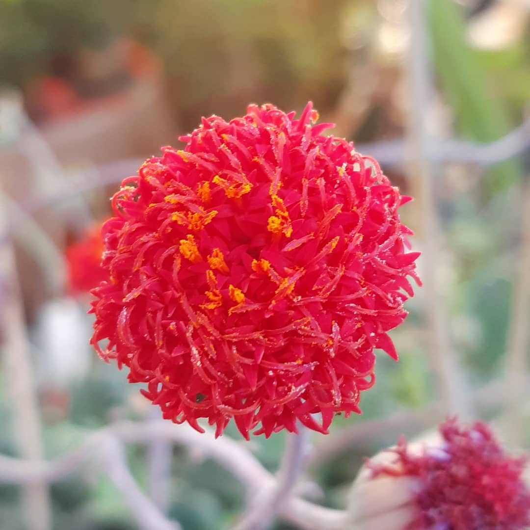 Senecio Red Cap