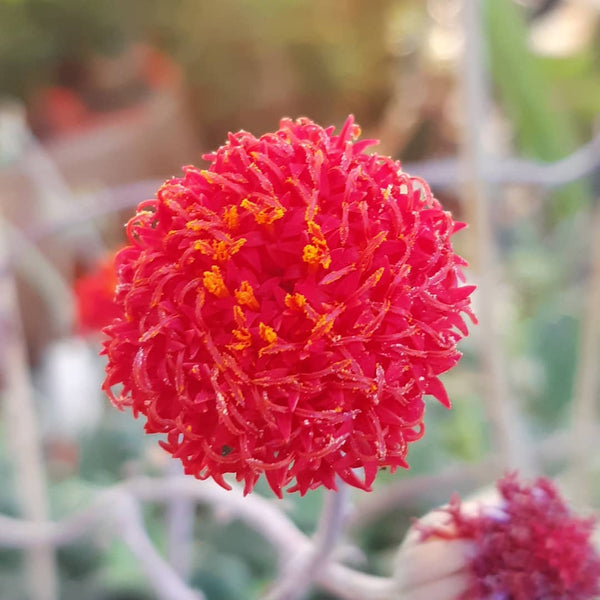 Senecio Rote Mütze