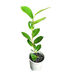 Camellia japonica 'Double White' (Brushfield's Yellow) - mrazuvzdorná, mladé exempláře