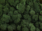 Moss natural, muschi conservat, licheni conservati pentru terarii, pret
