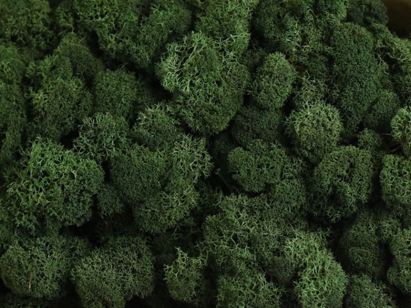 Moss natural, muschi conservat, licheni conservati pentru terarii, pret