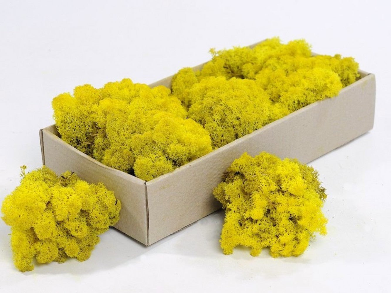 Moss natural, muschi conservat, licheni conservati pentru terarii, pret