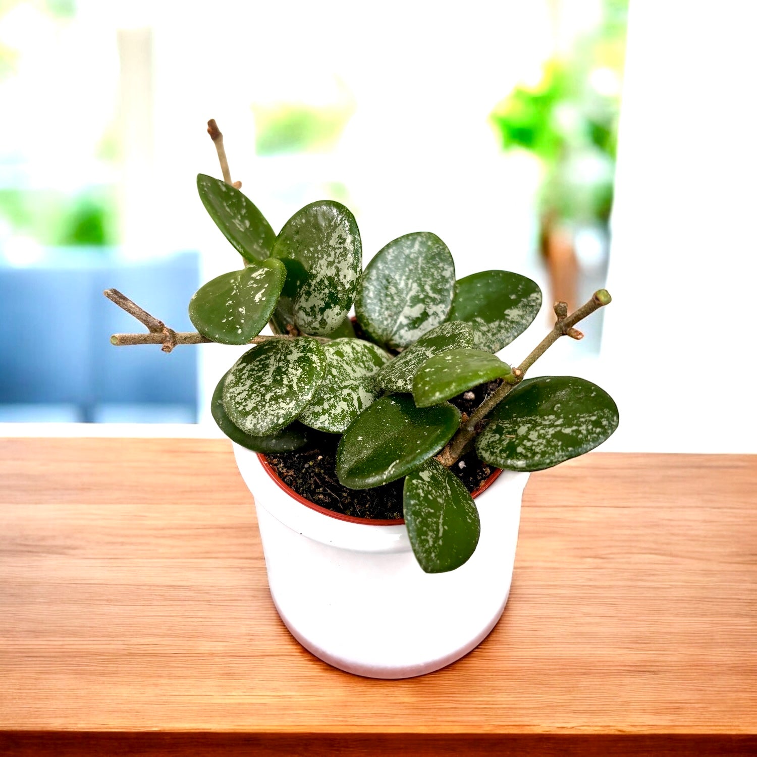 Hoya Mathilde Flower Hoya Mathilde 'Splash' D6 - parfumata – Secret Garden Plant Shop