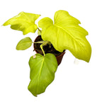 Philodendron Warscewiczii