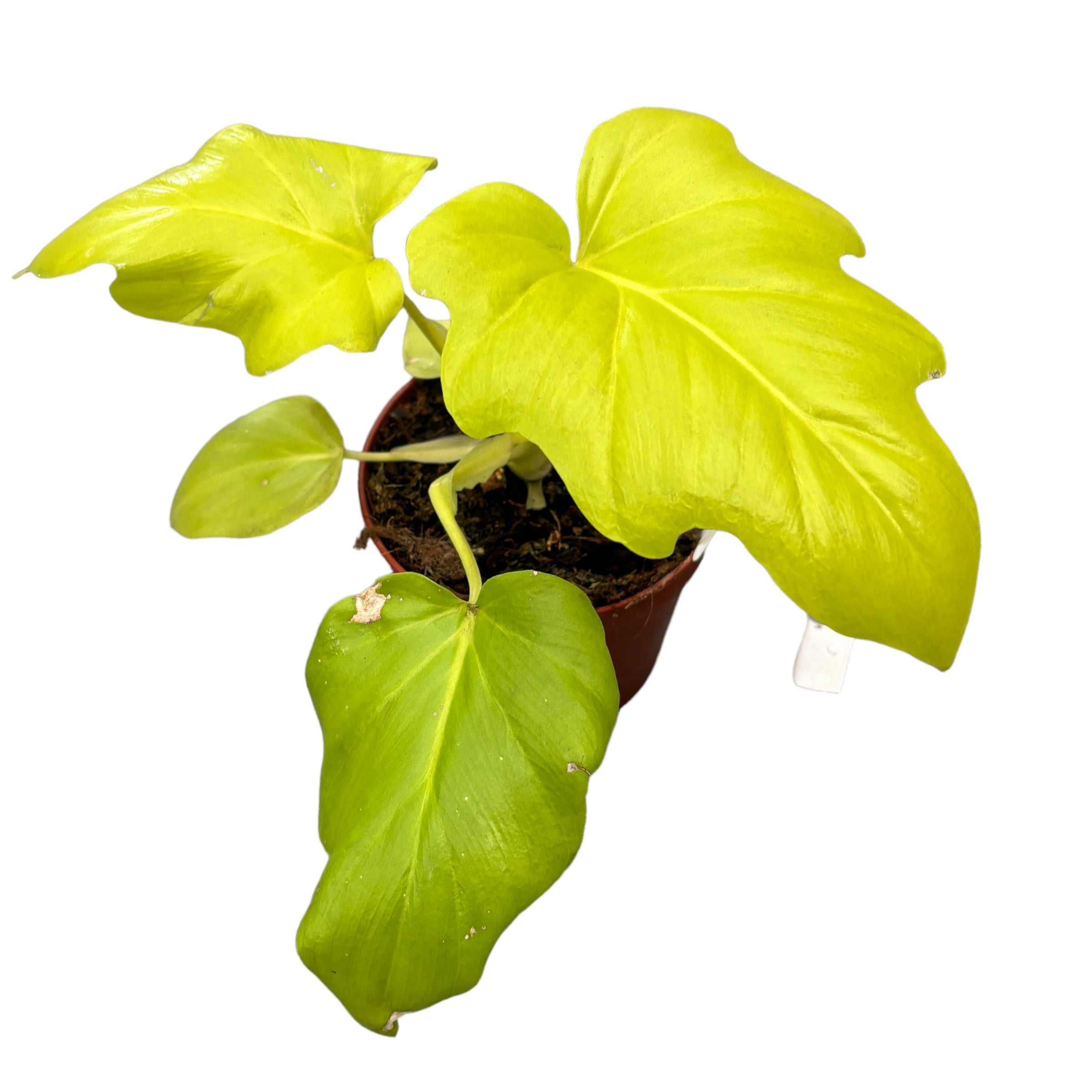 Philodendron Warscewiczii