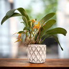 Bulbophyllum lobbii - exemplare dezvoltate