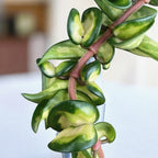 Hoya compacta 'Mauna Loa' (variegata) - flori parfumate