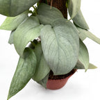 Scindapsus 'Silver Hero' 4pp