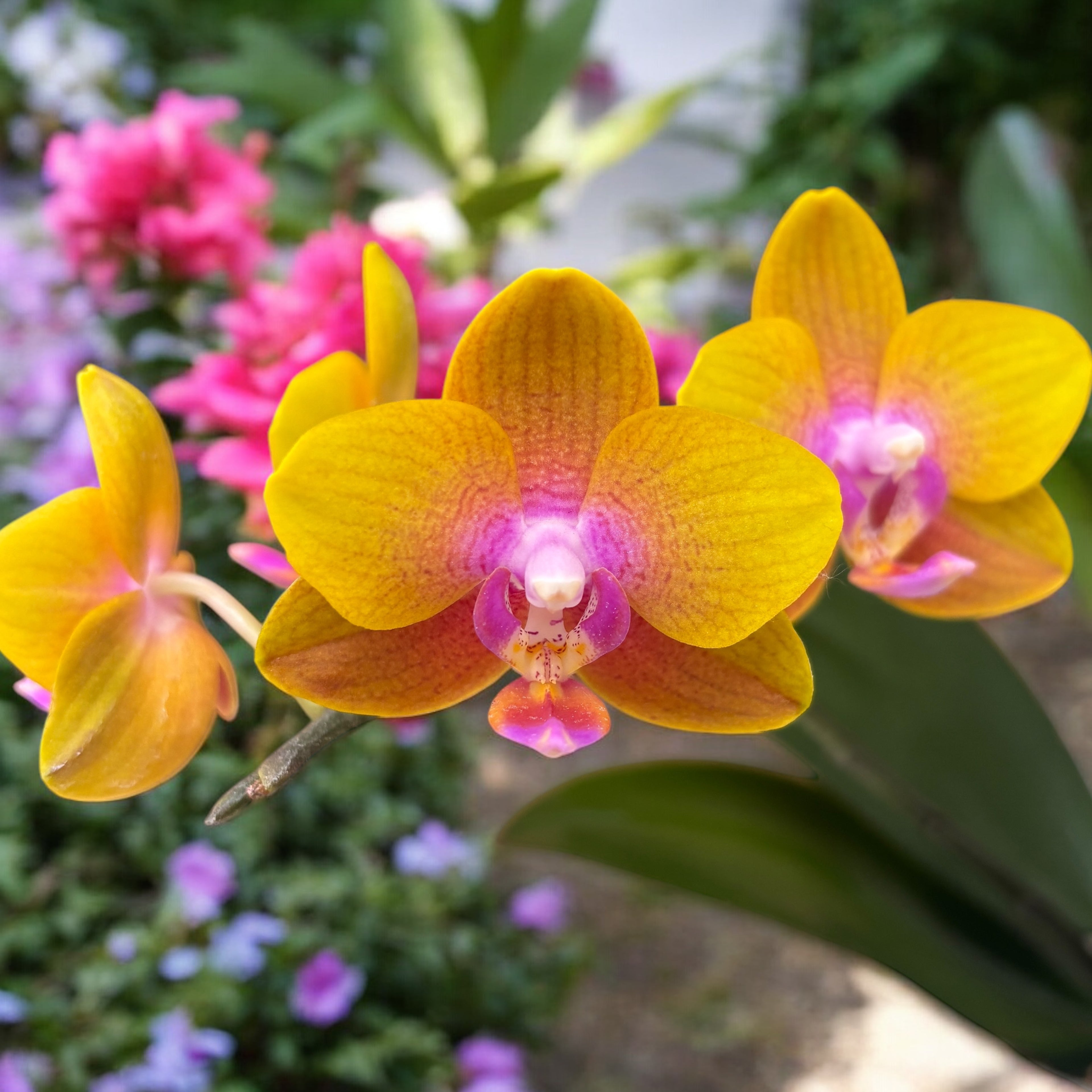 Phalaenopsis Brother Sara Gold - parfumat