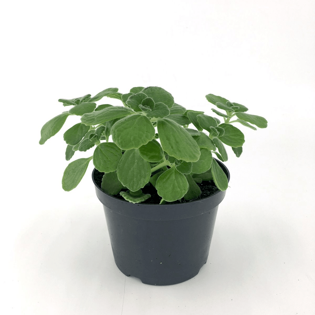 Plectranthus tomentosa (Viks Plant) - tuoksuvat lehdet