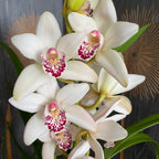 Cymbidium Angel Sue
